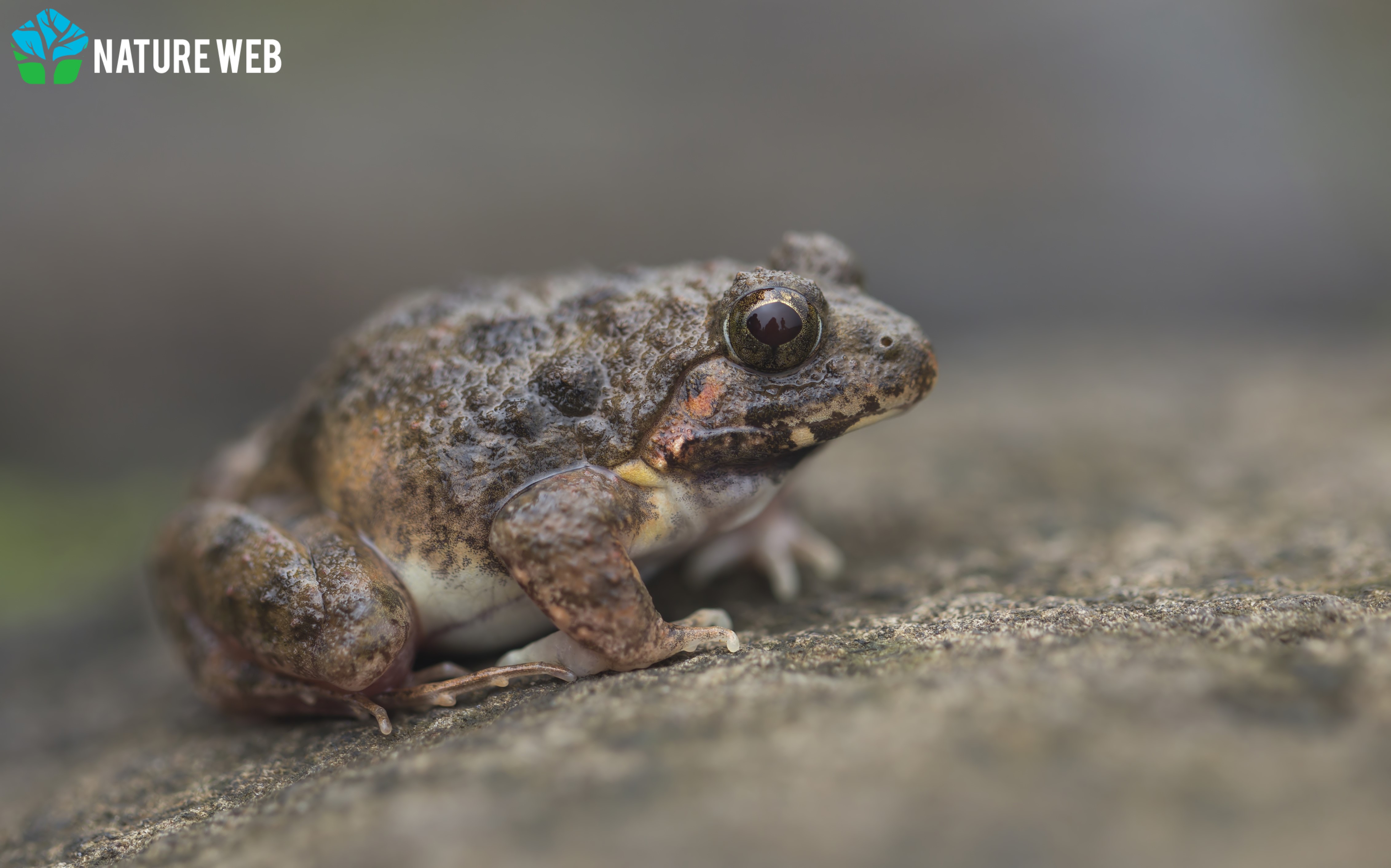 Ghats Wart Frog